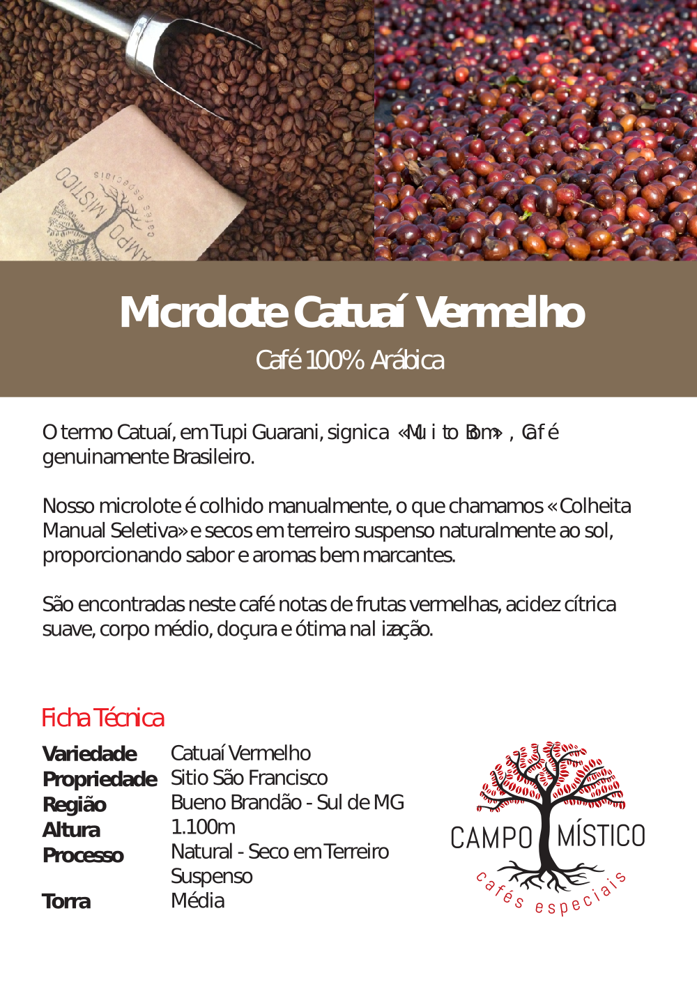 Microlote Catuaí Vermelho - Café especial 100% Arábica - Imagem 3